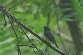 Blue-and-white Flycatcher 陣馬山 Fri, 6/7/2024