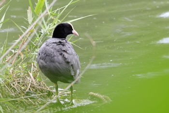 Sun, 6/9/2024 Birding report at 井の頭恩賜公園