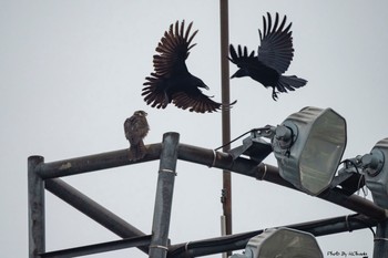 ハヤブサ 佐賀県 吉野ヶ里町 2018年12月3日(月)