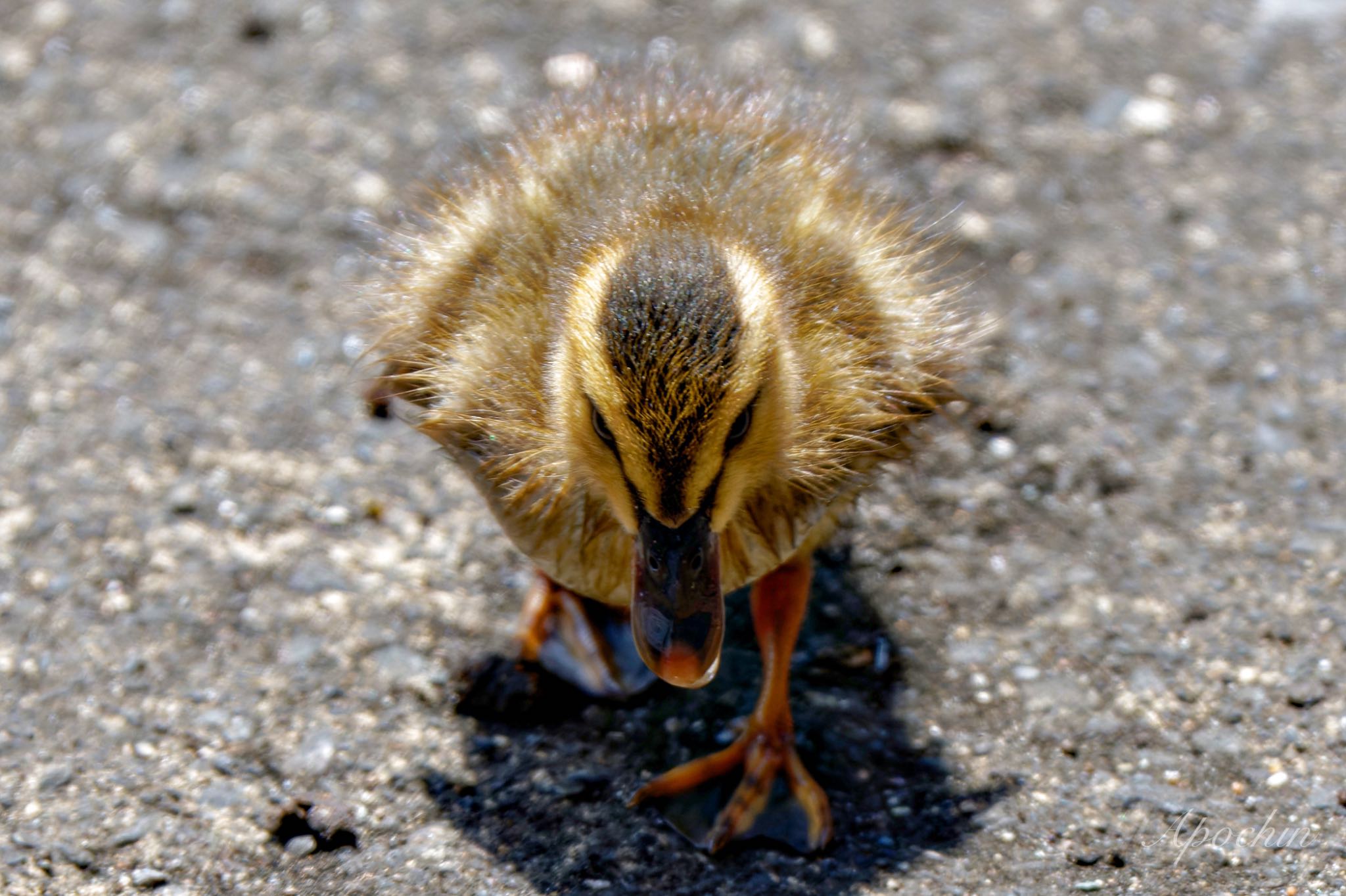 Eastern Spot-billed Duck