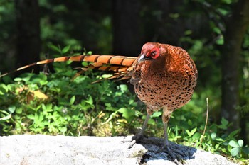 2024年6月15日(土) 東京都の野鳥観察記録