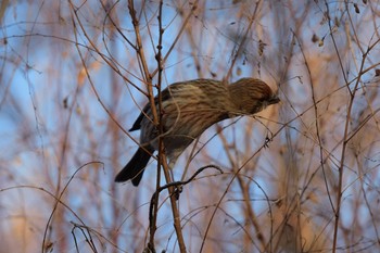 Pallas's Rosefinch 岡谷林道 Sun, 1/13/2019