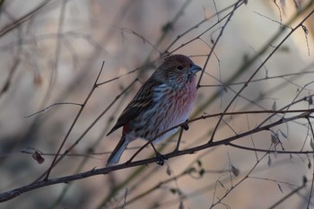 Pallas's Rosefinch 岡谷林道 Sun, 1/13/2019