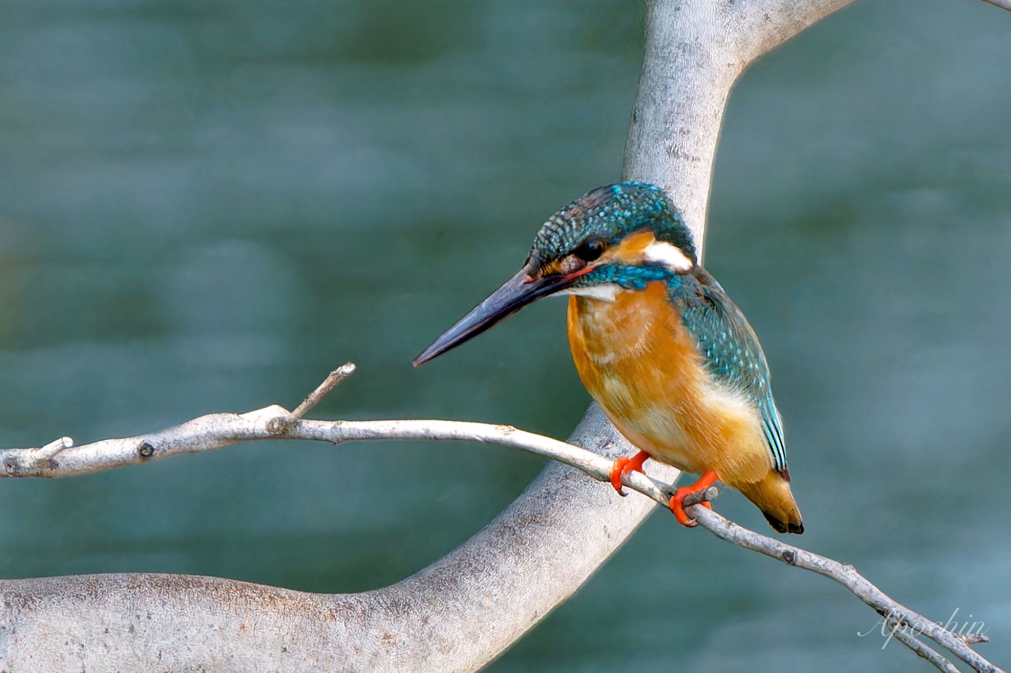 Common Kingfisher