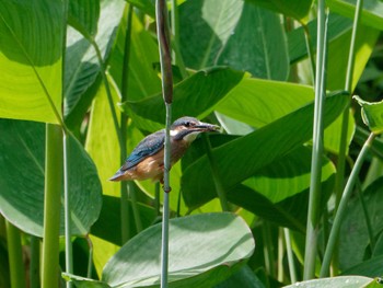 Common Kingfisher 横浜市立金沢自然公園 Thu, 6/20/2024