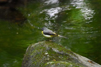 Sat, 6/1/2024 Birding report at 栃木県民の森