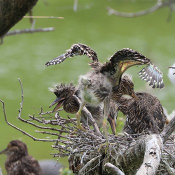 2024年6月13日(木) 七本木池公園(半田市)の野鳥観察記録