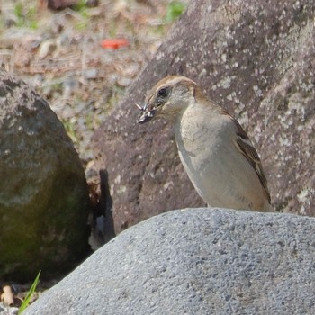 Russet Sparrow Senjogahara Marshland Sat, 6/15/2024