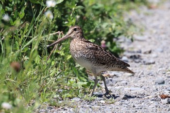 Wed, 6/19/2024 Birding report at 根志越遊水池(千歳市)