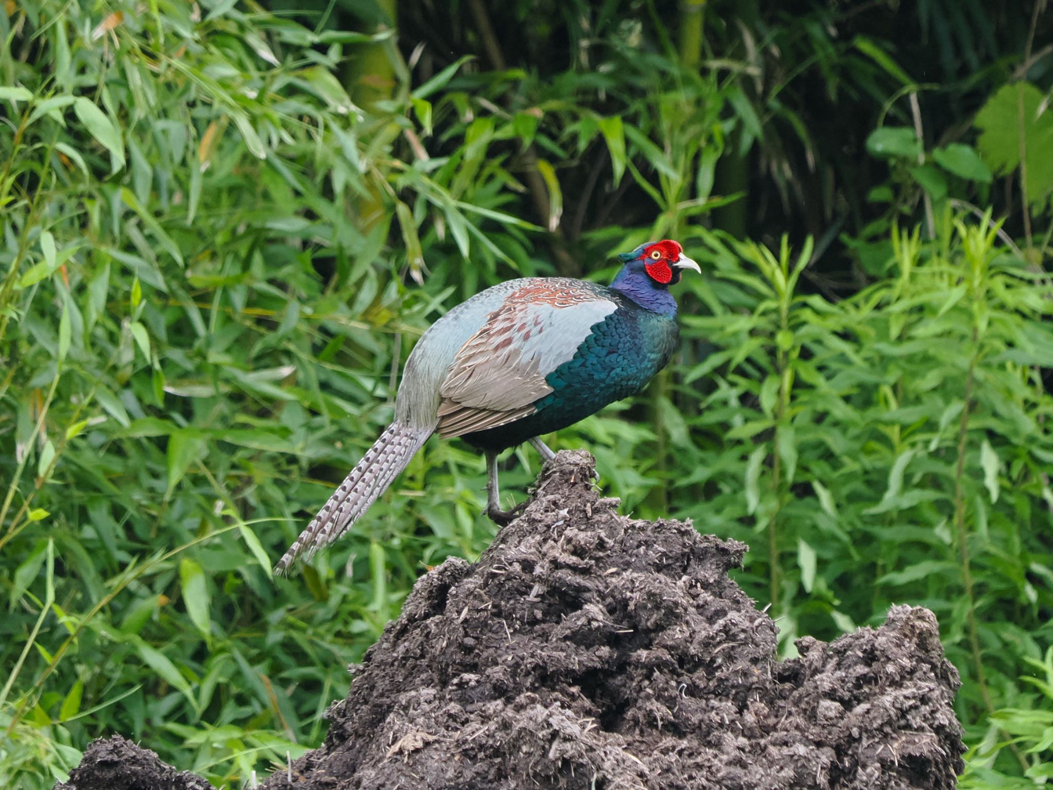 Green Pheasant