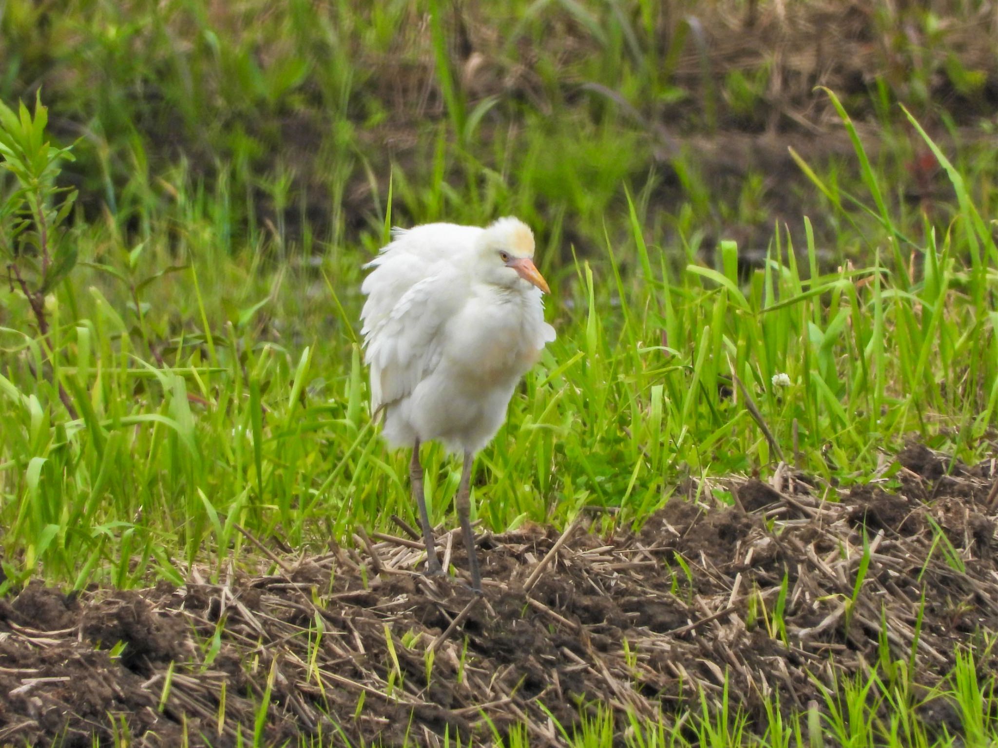 Eastern Cattle Egret