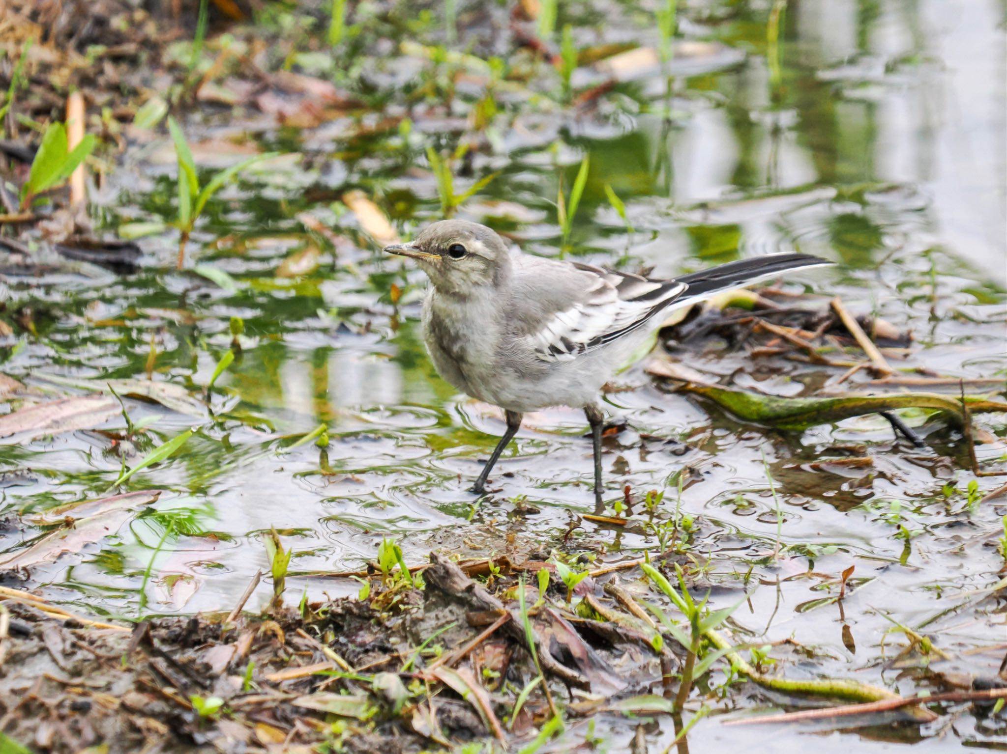 White Wagtail