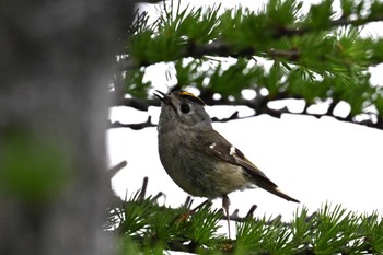 Thu, 6/20/2024 Birding report at 御中道(富士山)