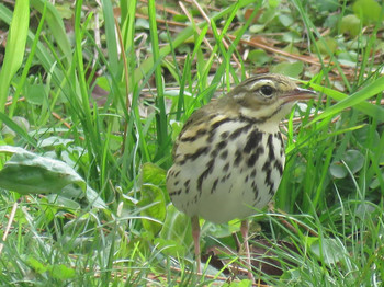 Olive-backed Pipit 和歌山城公園 Unknown Date
