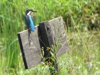 Common Kingfisher Maioka Park Thu, 6/20/2024