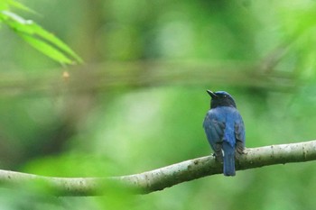 Blue-and-white Flycatcher 陣馬山 Fri, 6/7/2024