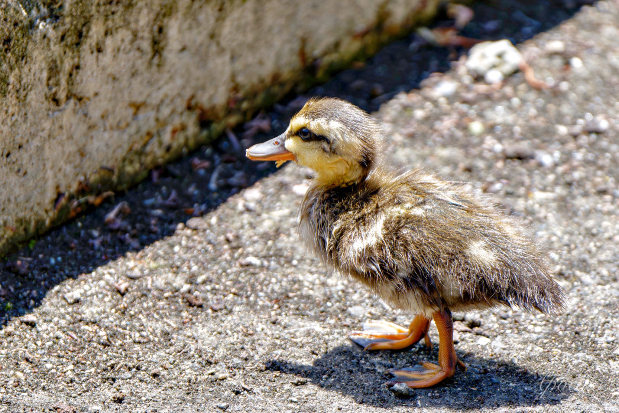 Eastern Spot-billed Duck