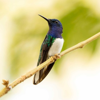 White-necked Jacobin Panama Rainforest Discovery Center Wed, 1/2/2019