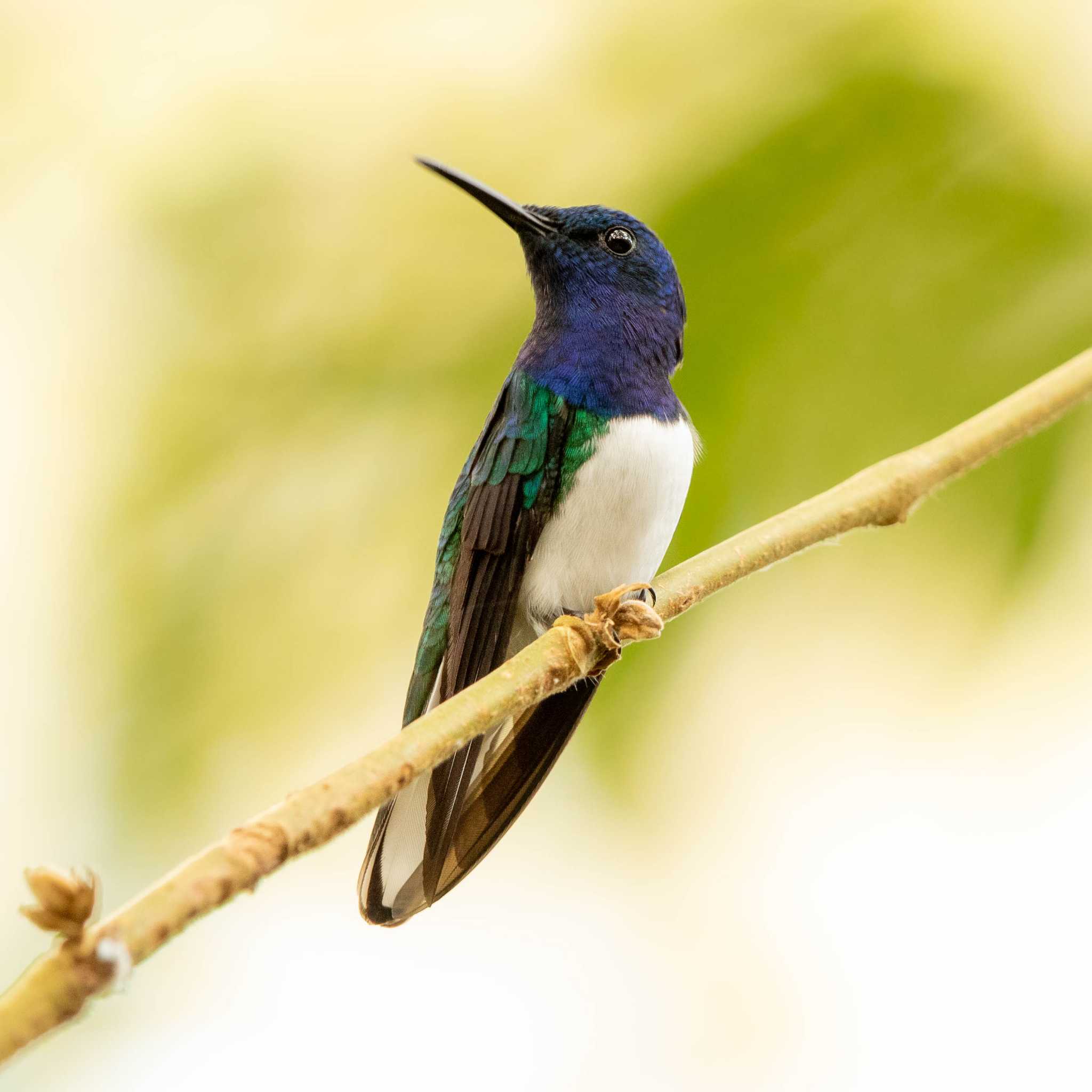 Photo of White-necked Jacobin at Panama Rainforest Discovery Center by Trio