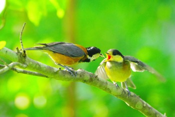 2024年6月20日(木) 厚木七沢森林公園の野鳥観察記録