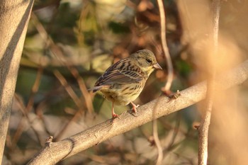 アオジ 三ツ池公園(横浜市鶴見区) 2019年1月18日(金)