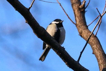 シジュウカラ 三ツ池公園(横浜市鶴見区) 2019年1月18日(金)