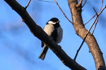 シジュウカラ 三ツ池公園(横浜市鶴見区) 2019年1月18日(金)