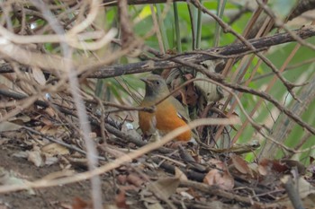 2019年1月18日(金) 三ツ池公園(横浜市鶴見区)の野鳥観察記録