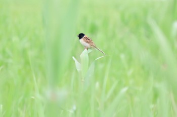 Sun, 6/9/2024 Birding report at 妙岐ノ鼻