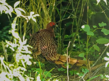 2024年6月8日(土) 日の出山の野鳥観察記録