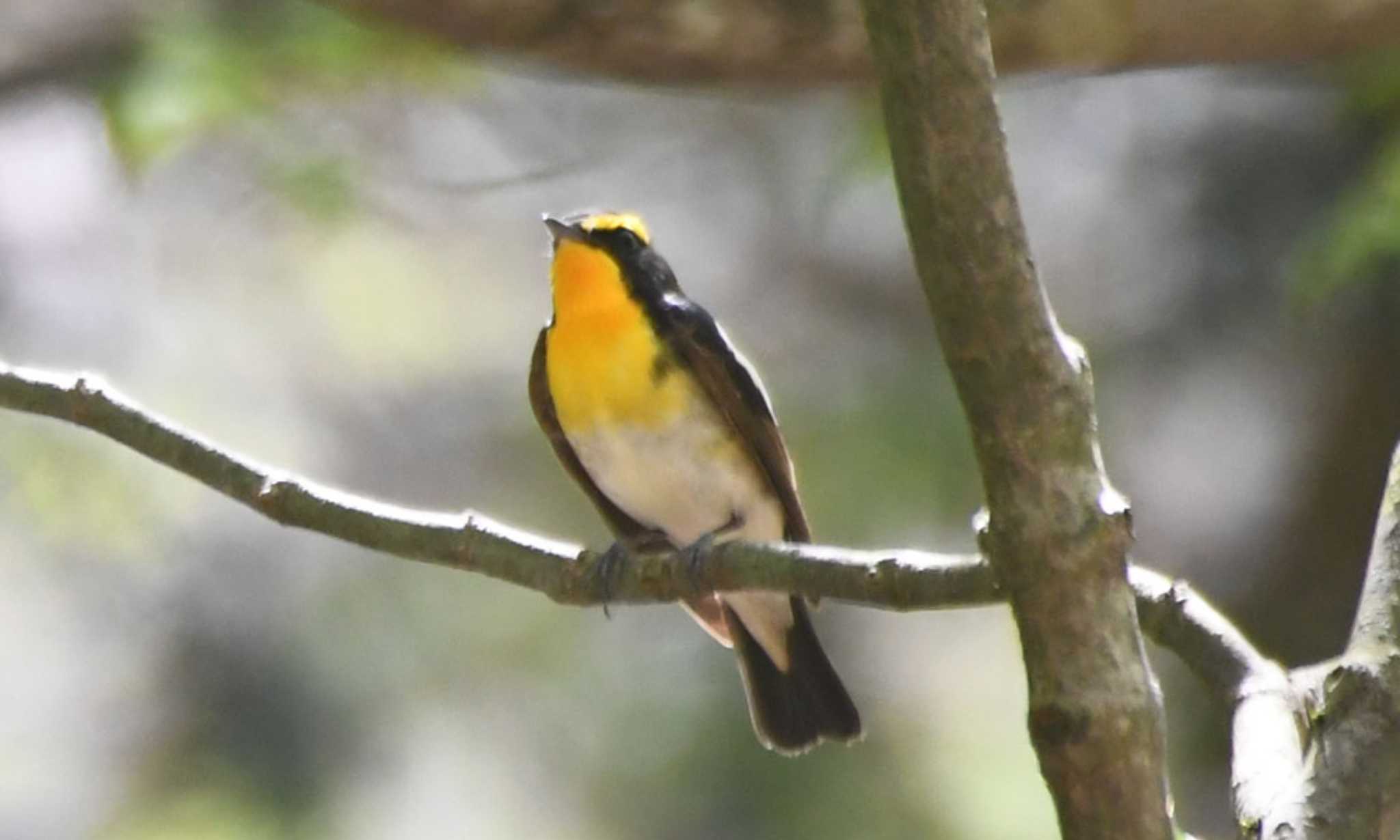 Narcissus Flycatcher