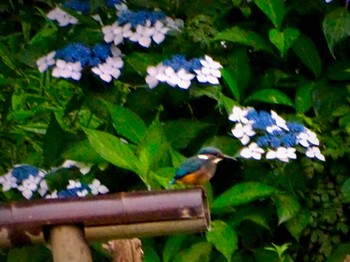 Common Kingfisher Maioka Park Fri, 6/21/2024