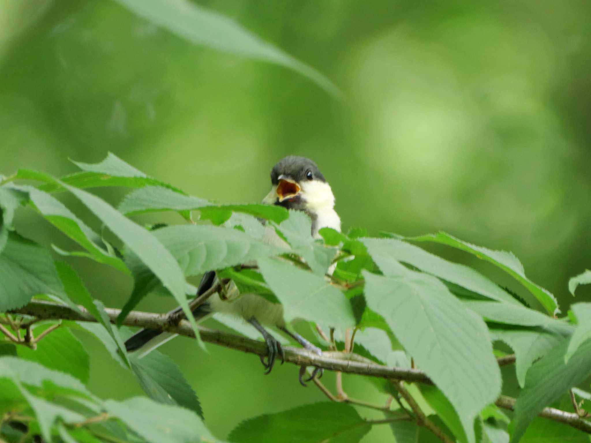 シジュウカラ幼鳥２、昨年１　　幼いのに威嚇・・