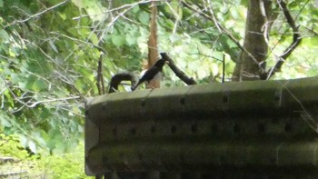 Japanese Thrush Hayatogawa Forest Road Mon, 6/17/2024