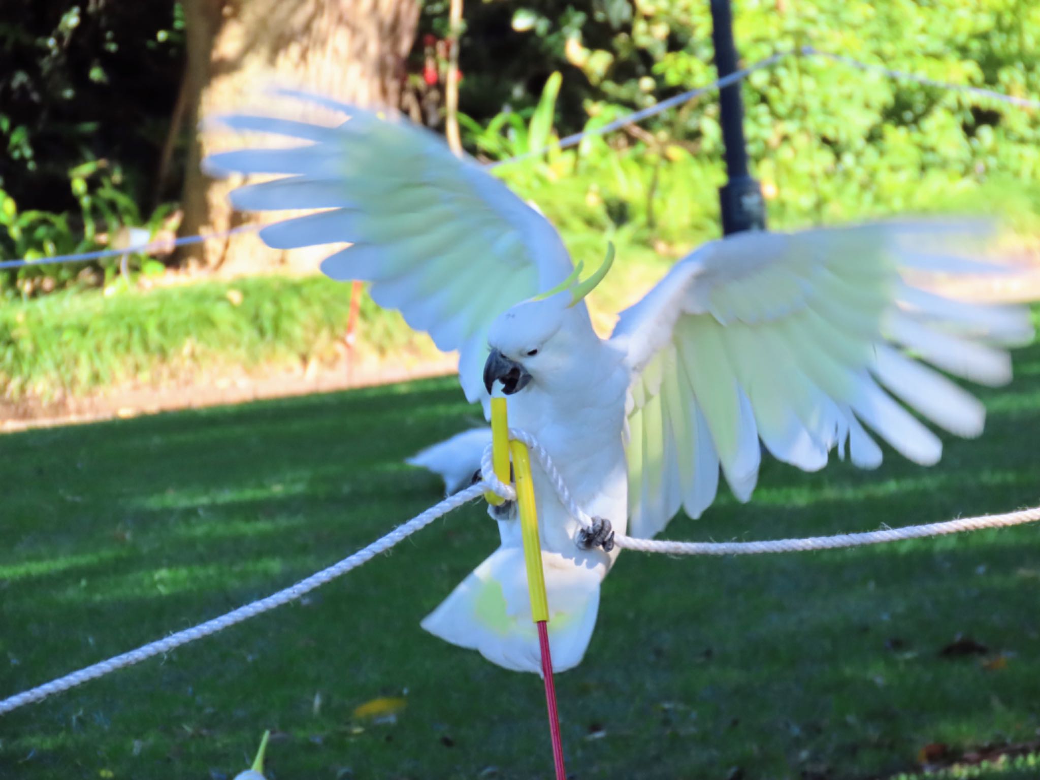 Photo of Sulphur-crested Cockatoo at Royal Botanic Gardens Sydney