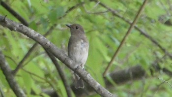 Blue-and-white Flycatcher Hayatogawa Forest Road Mon, 6/17/2024