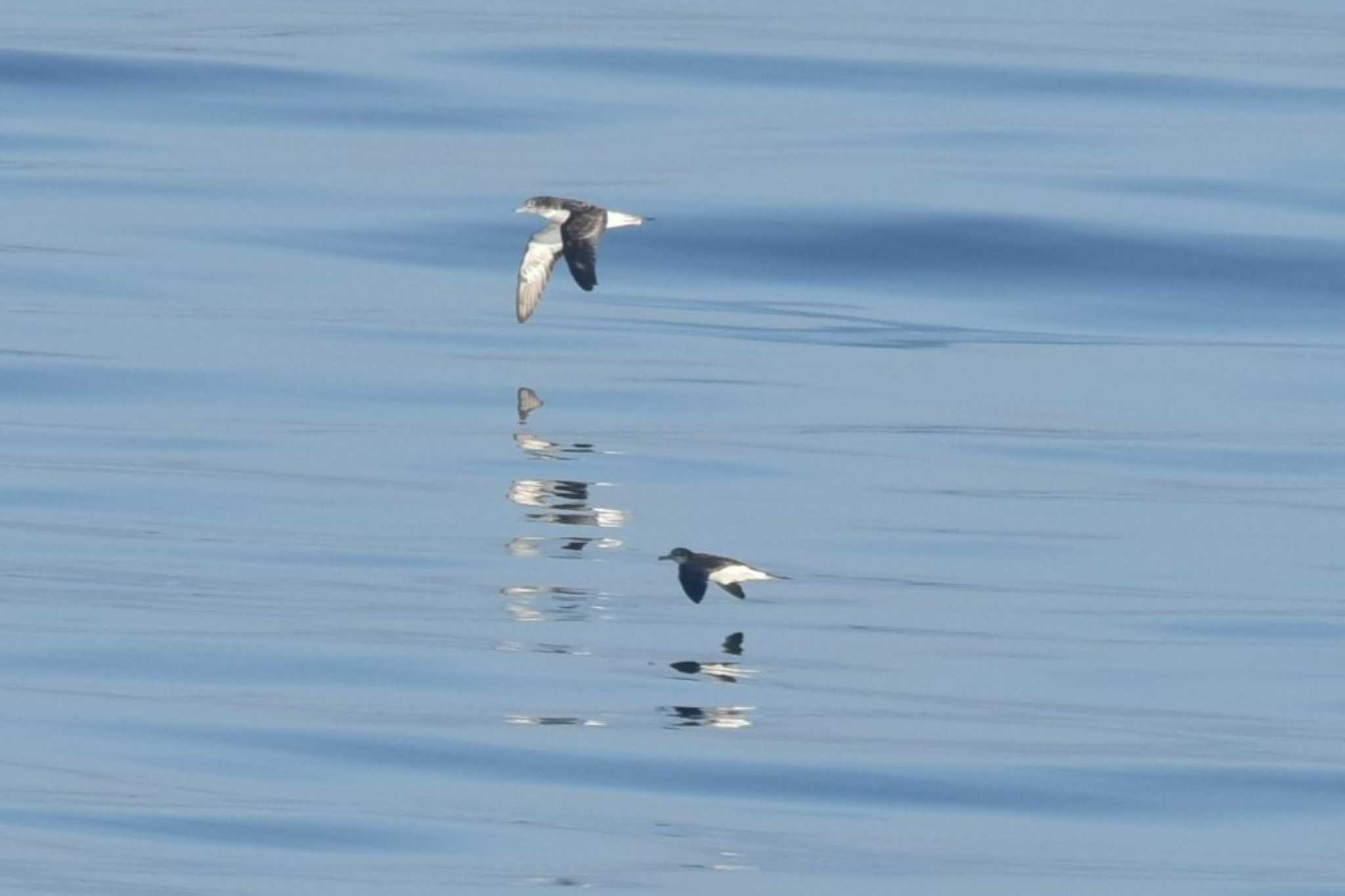 Photo of Streaked Shearwater at 岩手