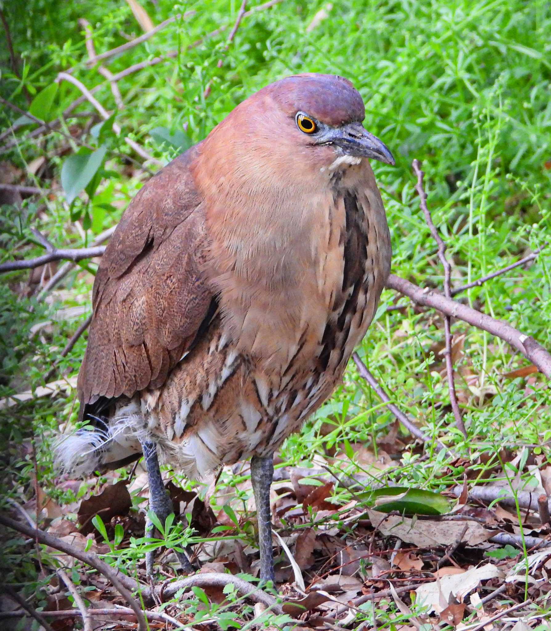 Photo of Japanese Night Heron at 