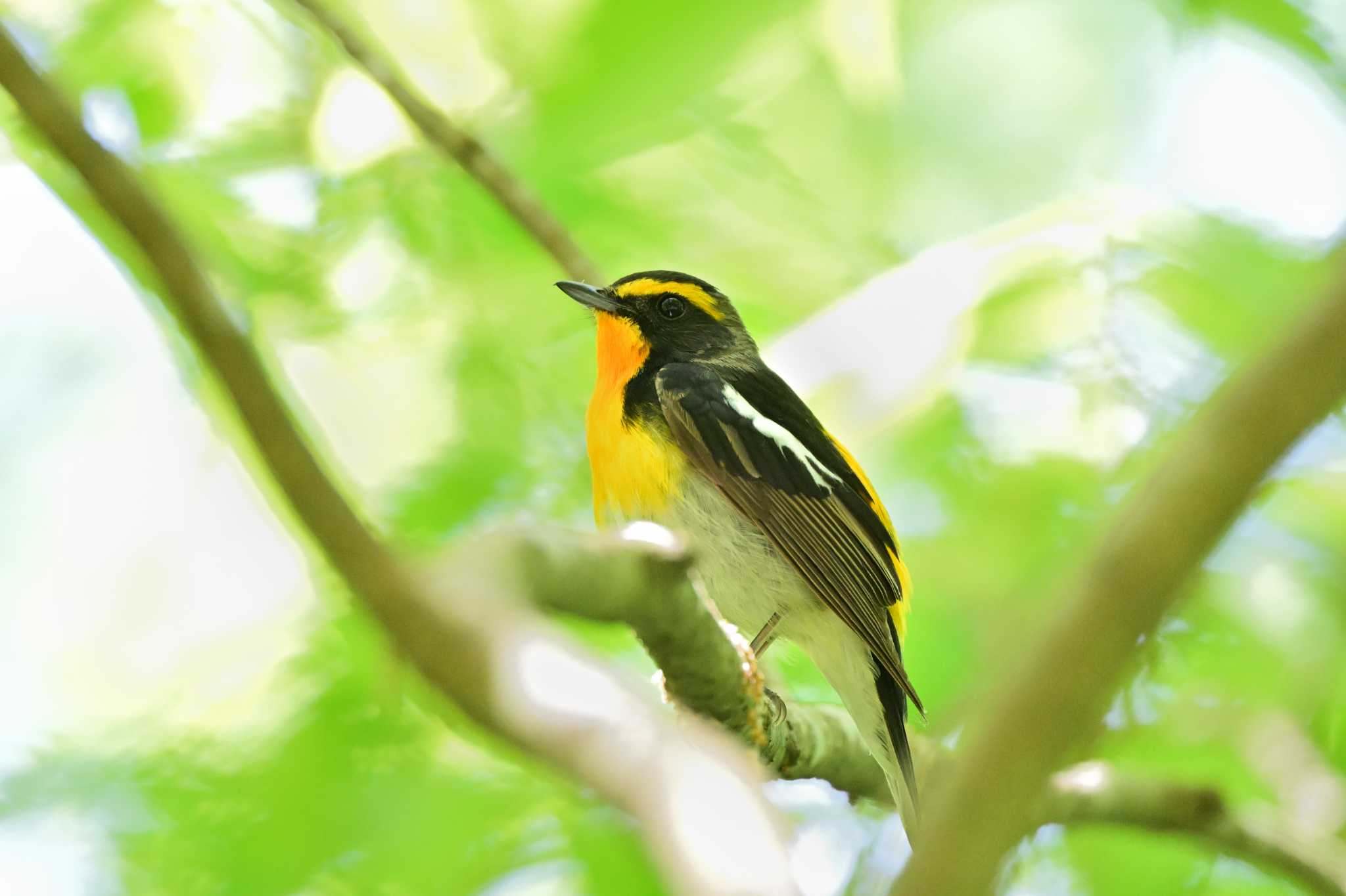 Photo of Narcissus Flycatcher at 相模原市