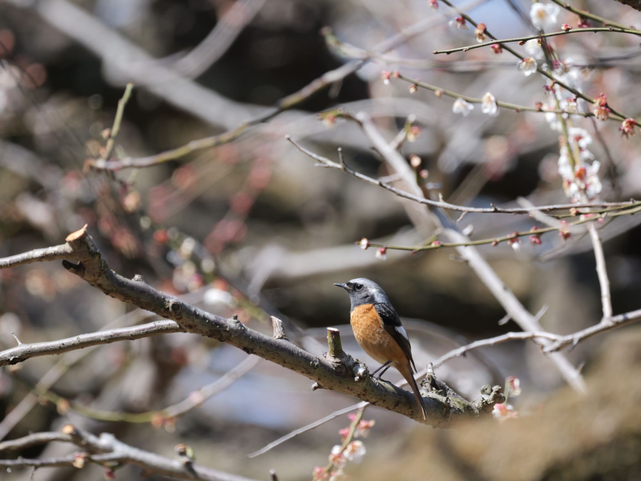 Photo of Daurian Redstart at Kitamoto Nature Observation Park