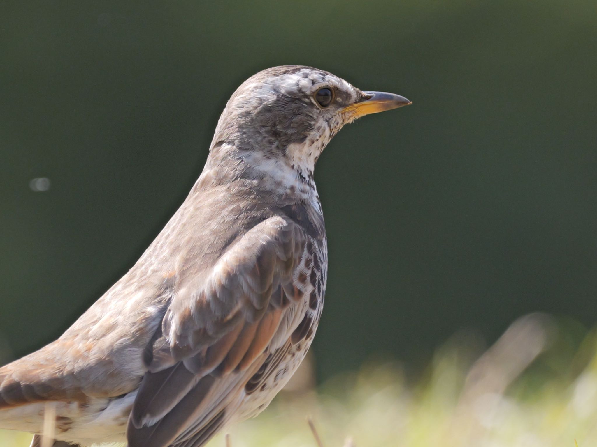 Photo of Dusky Thrush at 江古田の森公園