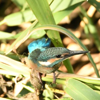 Common Kingfisher 平戸永谷川(横浜市) Sat, 6/22/2024