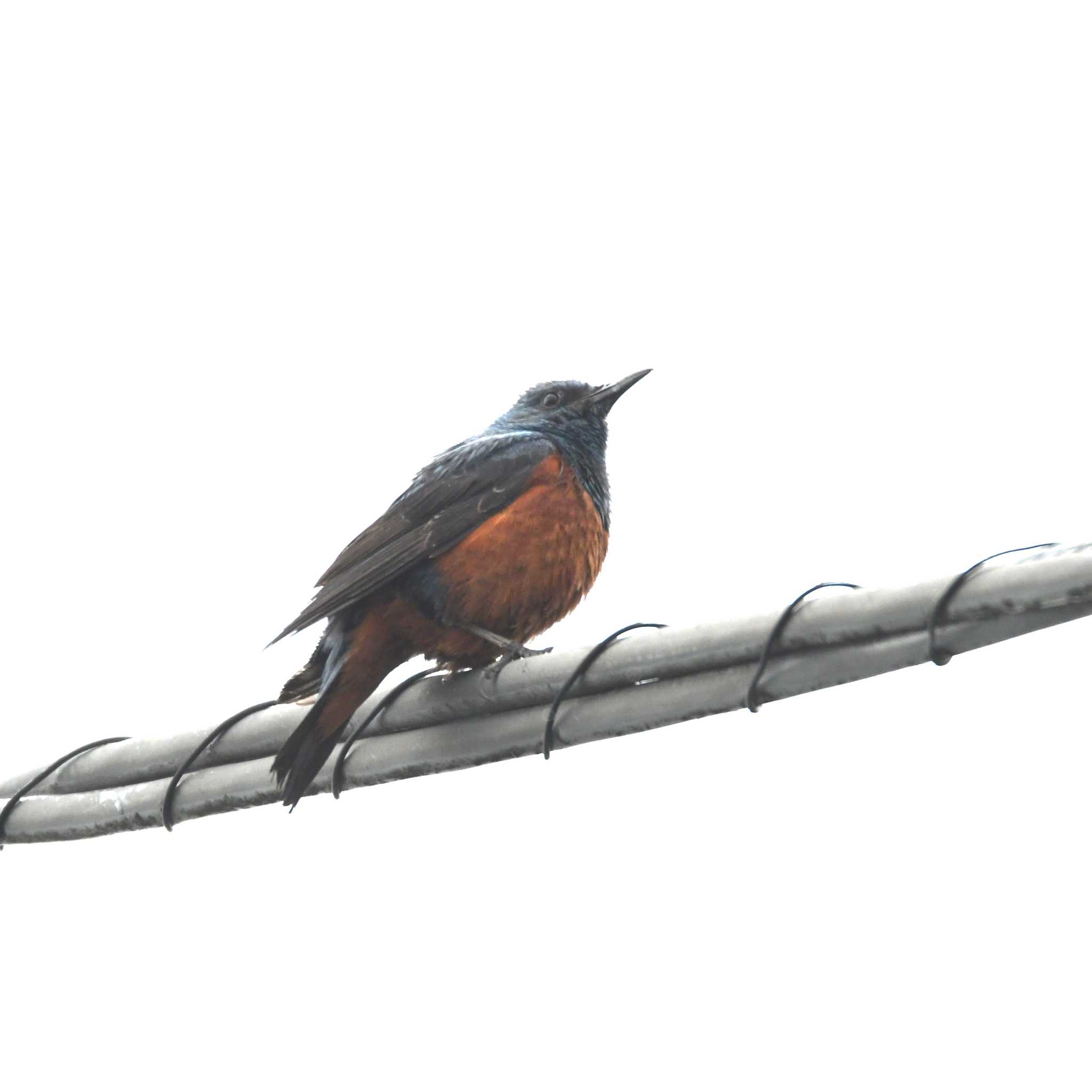 Photo of Blue Rock Thrush at 横浜市戸塚区前田町