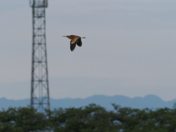 Sat, 6/22/2024 Birding report at Isanuma