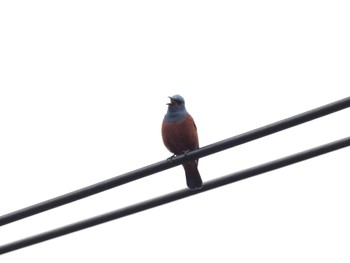 Blue Rock Thrush 丹沢湖・世附川 Thu, 4/4/2024