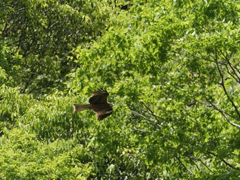 Black Kite 丹沢湖・世附川 Sat, 5/11/2024