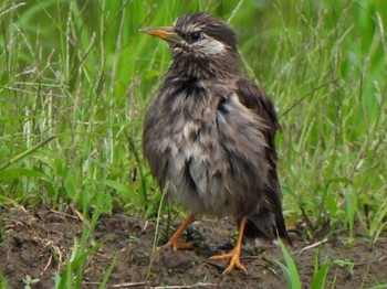 2024年6月22日(土) 芝川第一調節池(芝川貯水池)の野鳥観察記録