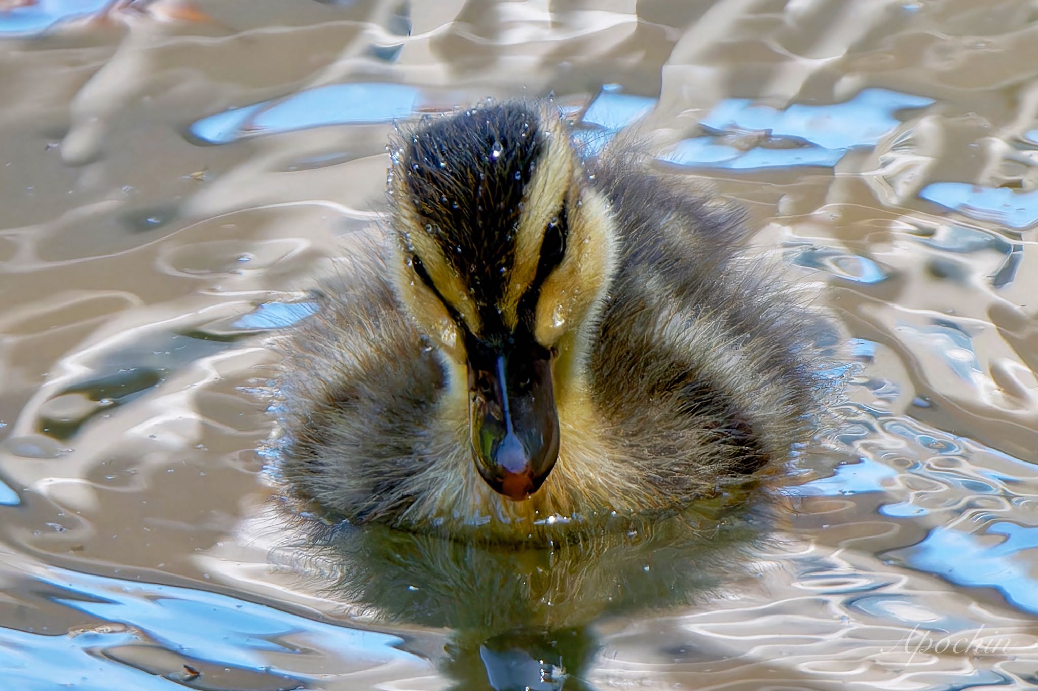 Eastern Spot-billed Duck