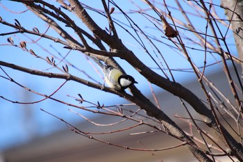 シジュウカラ 埼玉県　某調整池 2019年1月19日(土)