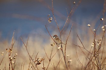 スズメ 埼玉県　某調整池 2019年1月19日(土)